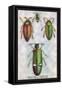 Beetles: Buprestis Chrysis B. Sternicornis-Sir William Jardine-Framed Stretched Canvas