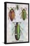 Beetles: Buprestis Chrysis B. Sternicornis-Sir William Jardine-Stretched Canvas