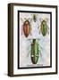 Beetles: Buprestis Chrysis B. Sternicornis-Sir William Jardine-Framed Art Print