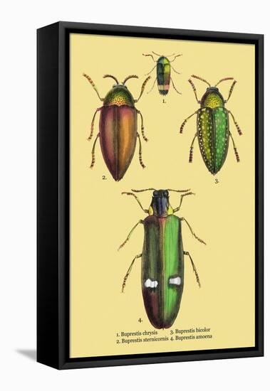 Beetles: Buprestis Chrysis B. Sternicornis-Sir William Jardine-Framed Stretched Canvas