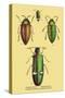 Beetles: Buprestis Chrysis B. Sternicornis-Sir William Jardine-Stretched Canvas