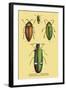 Beetles: Buprestis Chrysis B. Sternicornis-Sir William Jardine-Framed Art Print