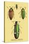 Beetles: Buprestis Chrysis B. Sternicornis-Sir William Jardine-Stretched Canvas