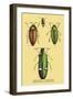 Beetles: Buprestis Chrysis B. Sternicornis-Sir William Jardine-Framed Art Print