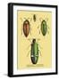 Beetles: Buprestis Chrysis B. Sternicornis-Sir William Jardine-Framed Art Print