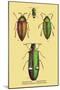 Beetles: Buprestis Chrysis B. Sternicornis-Sir William Jardine-Mounted Art Print