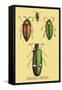 Beetles: Buprestis Chrysis B. Sternicornis-Sir William Jardine-Framed Stretched Canvas