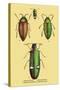 Beetles: Buprestis Chrysis B. Sternicornis-Sir William Jardine-Stretched Canvas
