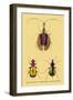 Beetles: Calosoma Sycophanta, Elaphrus Raperius-Sir William Jardine-Framed Art Print