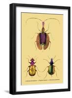 Beetles: Calosoma Sycophanta, Elaphrus Raperius-Sir William Jardine-Framed Art Print