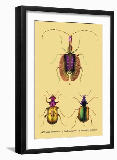 Beetles: Calosoma Sycophanta, Elaphrus Raperius-Sir William Jardine-Framed Art Print