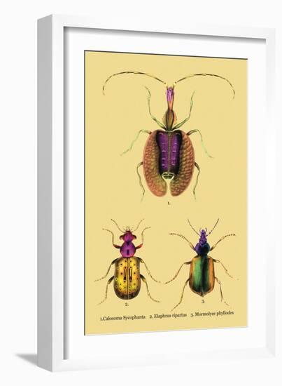 Beetles: Calosoma Sycophanta, Elaphrus Raperius-Sir William Jardine-Framed Art Print