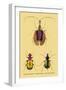 Beetles: Calosoma Sycophanta, Elaphrus Raperius-Sir William Jardine-Framed Art Print