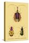 Beetles: Calosoma Sycophanta, Elaphrus Raperius-Sir William Jardine-Stretched Canvas