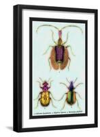 Beetles: Calosoma Sycophanta, Elaphrus Raperius-Sir William Jardine-Framed Art Print