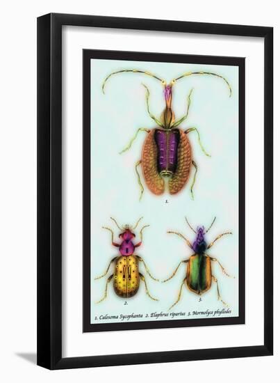 Beetles: Calosoma Sycophanta, Elaphrus Raperius-Sir William Jardine-Framed Art Print