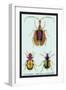 Beetles: Calosoma Sycophanta, Elaphrus Raperius-Sir William Jardine-Framed Art Print