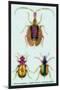 Beetles: Calosoma Sycophanta, Elaphrus Raperius-Sir William Jardine-Mounted Art Print