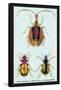 Beetles: Calosoma Sycophanta, Elaphrus Raperius-Sir William Jardine-Framed Stretched Canvas