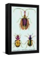 Beetles: Calosoma Sycophanta, Elaphrus Raperius-Sir William Jardine-Framed Stretched Canvas