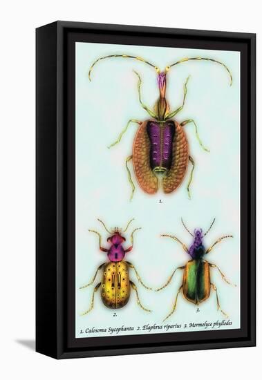 Beetles: Calosoma Sycophanta, Elaphrus Raperius-Sir William Jardine-Framed Stretched Canvas