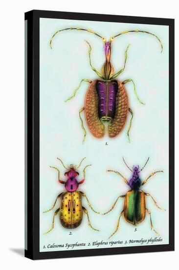 Beetles: Calosoma Sycophanta, Elaphrus Raperius-Sir William Jardine-Stretched Canvas