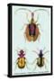 Beetles: Calosoma Sycophanta, Elaphrus Raperius-Sir William Jardine-Stretched Canvas