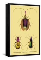 Beetles: Calosoma Sycophanta, Elaphrus Raperius-Sir William Jardine-Framed Stretched Canvas