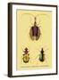 Beetles: Calosoma Sycophanta, Elaphrus Raperius-Sir William Jardine-Framed Art Print