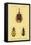 Beetles: Calosoma Sycophanta, Elaphrus Raperius-Sir William Jardine-Framed Stretched Canvas