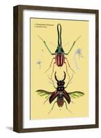 Beetles: Chiasognathus Chiloensis and Lucanus Cervus-Sir William Jardine-Framed Art Print