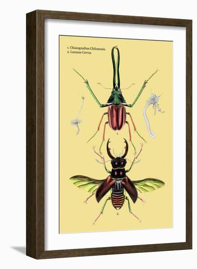 Beetles: Chiasognathus Chiloensis and Lucanus Cervus-Sir William Jardine-Framed Art Print