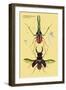 Beetles: Chiasognathus Chiloensis and Lucanus Cervus-Sir William Jardine-Framed Art Print