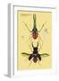 Beetles: Chiasognathus Chiloensis and Lucanus Cervus-Sir William Jardine-Framed Art Print