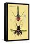 Beetles: Chiasognathus Chiloensis and Lucanus Cervus-Sir William Jardine-Framed Stretched Canvas