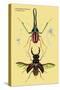 Beetles: Chiasognathus Chiloensis and Lucanus Cervus-Sir William Jardine-Stretched Canvas