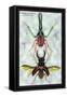 Beetles: Chiasognathus Chiloensis and Lucanus Cervus-Sir William Jardine-Framed Stretched Canvas