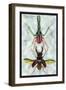 Beetles: Chiasognathus Chiloensis and Lucanus Cervus-Sir William Jardine-Framed Art Print