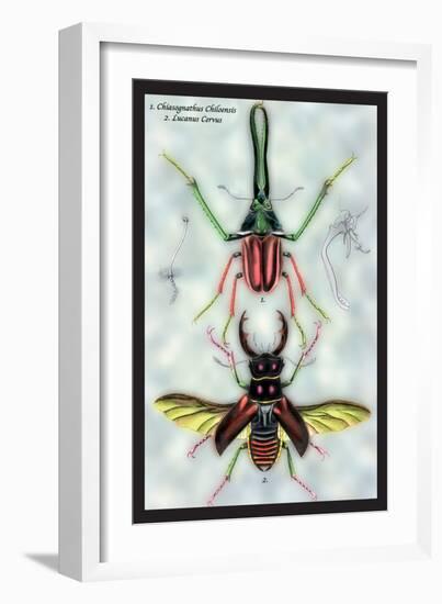 Beetles: Chiasognathus Chiloensis and Lucanus Cervus-Sir William Jardine-Framed Art Print