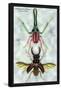 Beetles: Chiasognathus Chiloensis and Lucanus Cervus-Sir William Jardine-Framed Stretched Canvas