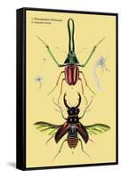 Beetles: Chiasognathus Chiloensis and Lucanus Cervus-Sir William Jardine-Framed Stretched Canvas