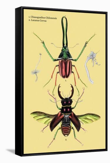 Beetles: Chiasognathus Chiloensis and Lucanus Cervus-Sir William Jardine-Framed Stretched Canvas