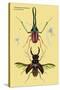 Beetles: Chiasognathus Chiloensis and Lucanus Cervus-Sir William Jardine-Stretched Canvas