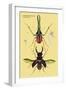 Beetles: Chiasognathus Chiloensis and Lucanus Cervus-Sir William Jardine-Framed Art Print