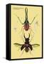 Beetles: Chiasognathus Chiloensis and Lucanus Cervus-Sir William Jardine-Framed Stretched Canvas