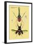 Beetles: Chiasognathus Chiloensis and Lucanus Cervus-Sir William Jardine-Framed Art Print