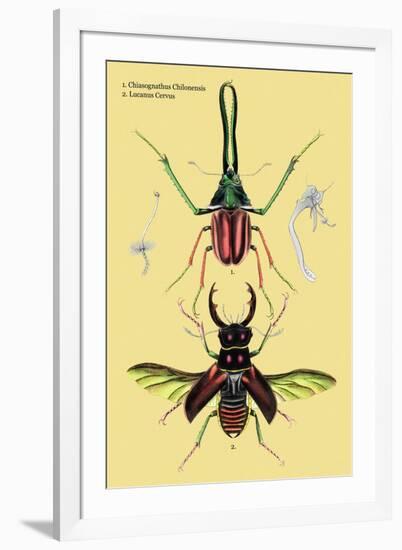 Beetles: Chiasognathus Chiloensis and Lucanus Cervus-Sir William Jardine-Framed Art Print