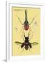 Beetles: Chiasognathus Chiloensis and Lucanus Cervus-Sir William Jardine-Framed Art Print