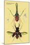 Beetles: Chiasognathus Chiloensis and Lucanus Cervus-Sir William Jardine-Mounted Art Print