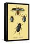 Beetles: Dytiscus Dimidiatus, Gyrinus Nalator-Sir William Jardine-Framed Stretched Canvas